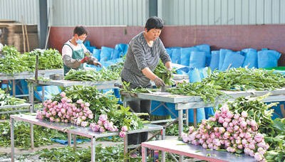 鲜花产业带动增收