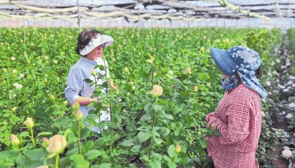 科技上新 鲜花盛放