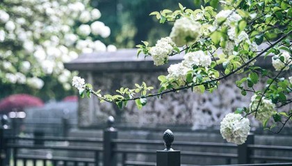 李舒：米其林在南京不提鸭子