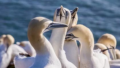 恒邦股份:延期披露2024年年度报告