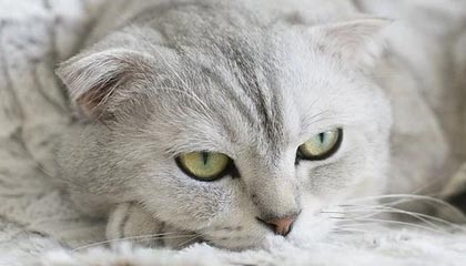 上海市教委通报:绿捷虾仁炒蛋问题一周内出具检验结果,将不断提高供餐质量,加大对供餐企业监管力度