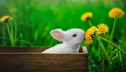 山东恒邦冶炼股份有限公司