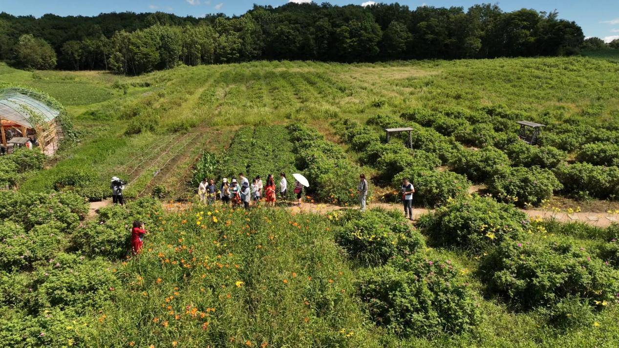 铁力市鲜花经济蓬勃发展 扮靓旅游产业发展之路