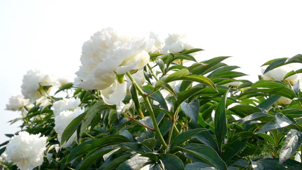 铁力市鲜花经济蓬勃发展 扮靓旅游产业发展之路