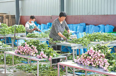 鲜花产业带动增收