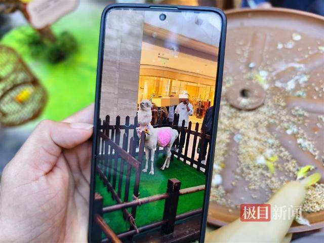 西安一商场用狮子“引流”遭质疑,小狮子、小马和羊驼已撤走